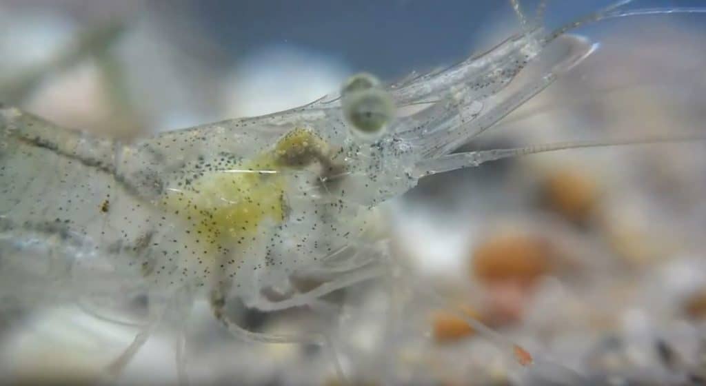 ghost shrimp head