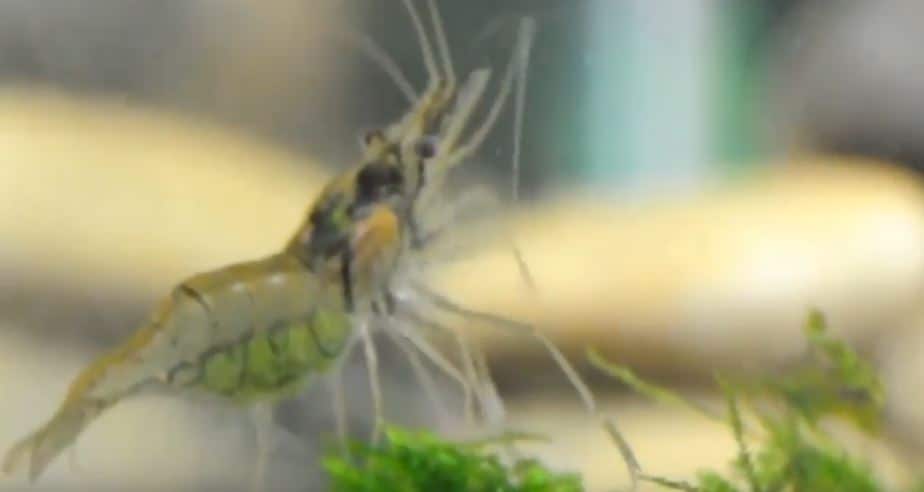 ghost shrimp with eggs