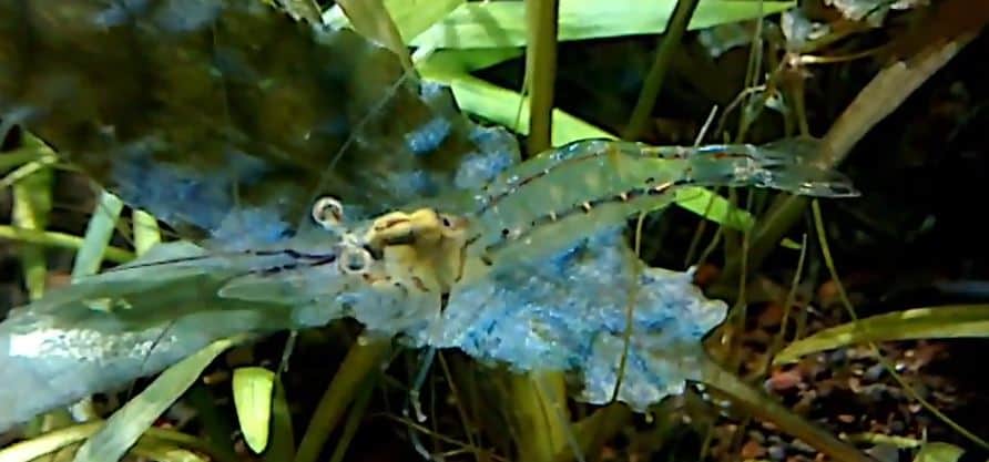 Ghost shrimp in aquarium