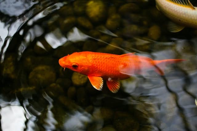 goldfish below water surface