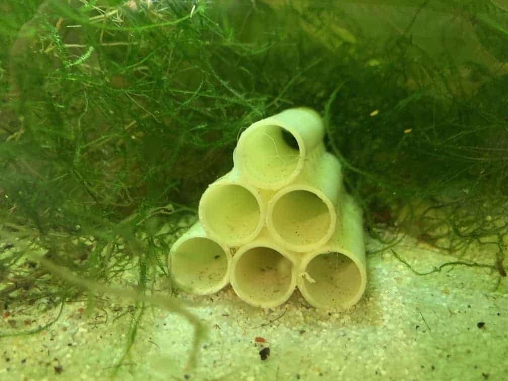 home made shrimp hiding spots