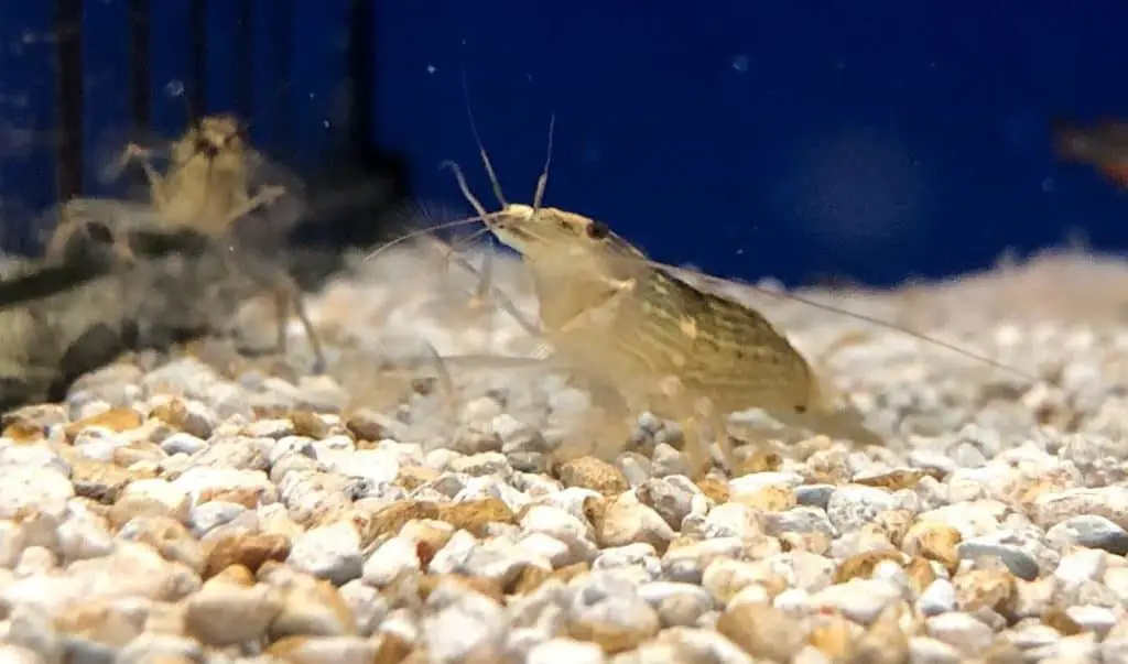 Bamboo shrimp