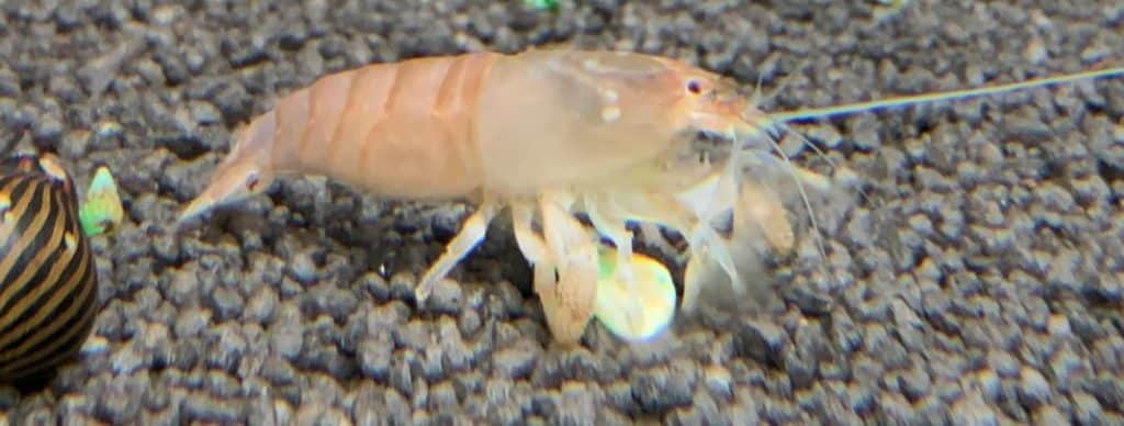 vampire shrimp