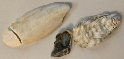 Cuttlefish Bones and Oyster Shells for calcium in your aquarium