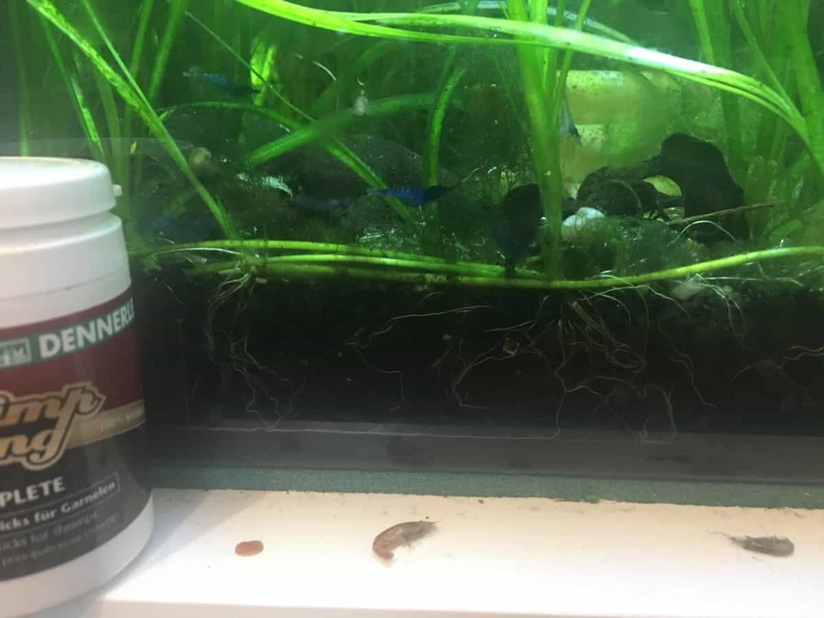 can shrimp live with betta