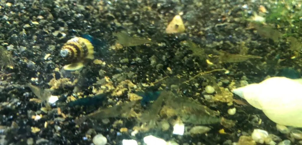 assassin snail living with shrimp