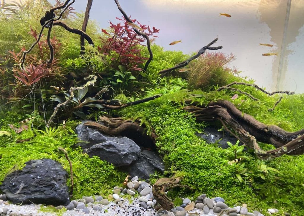 aquarium-with-lots-of-plants