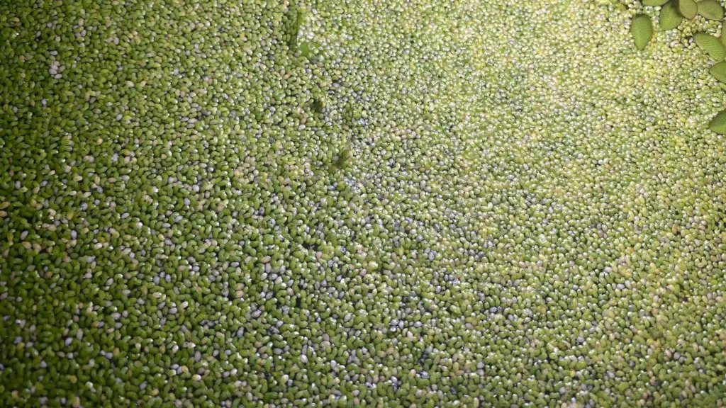 Duckweed