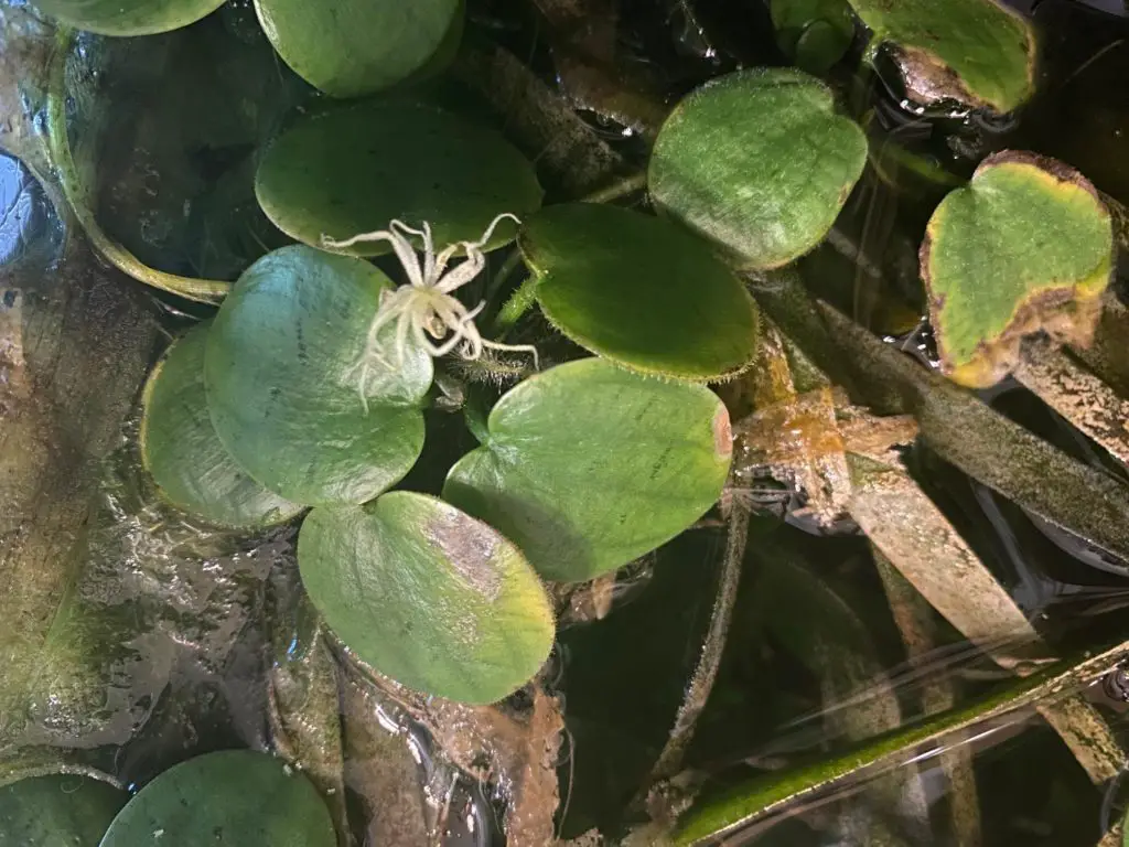 Flowering Frogbit