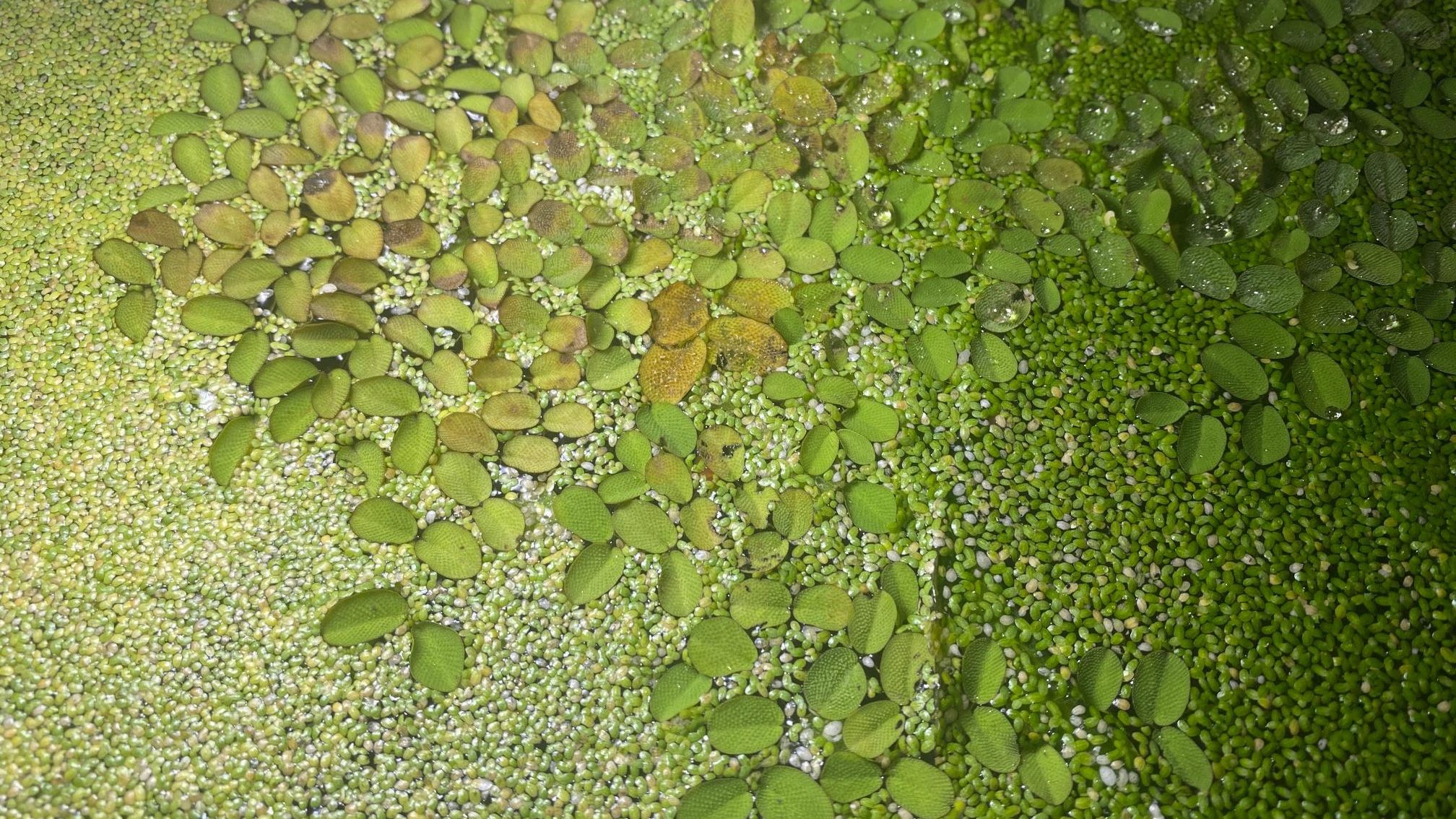 Salvinia and Duckweed