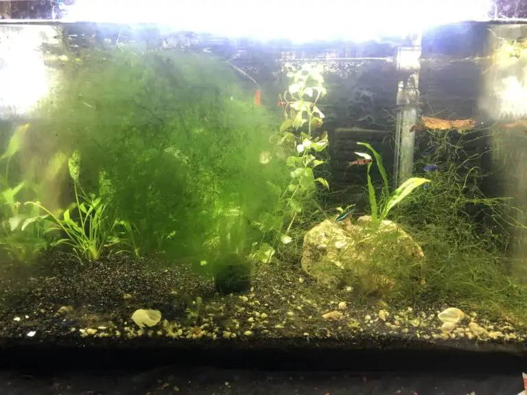 How to Treat White Hair Algae Efficiently ShrimpTips