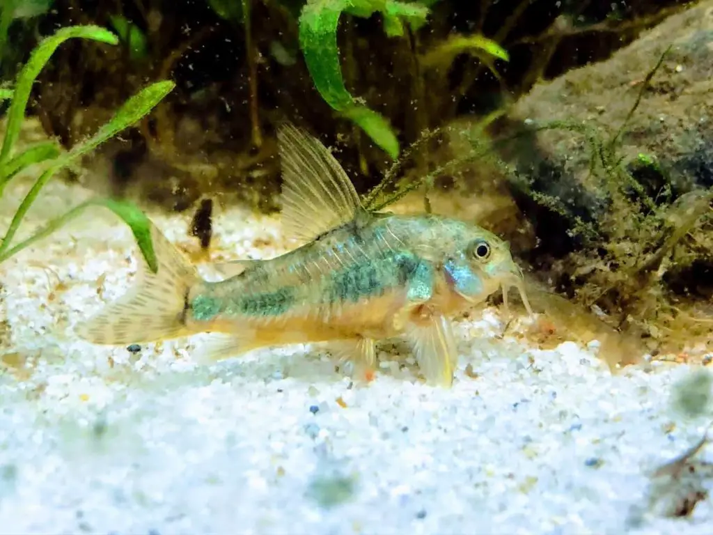 cory catfish on white substrate