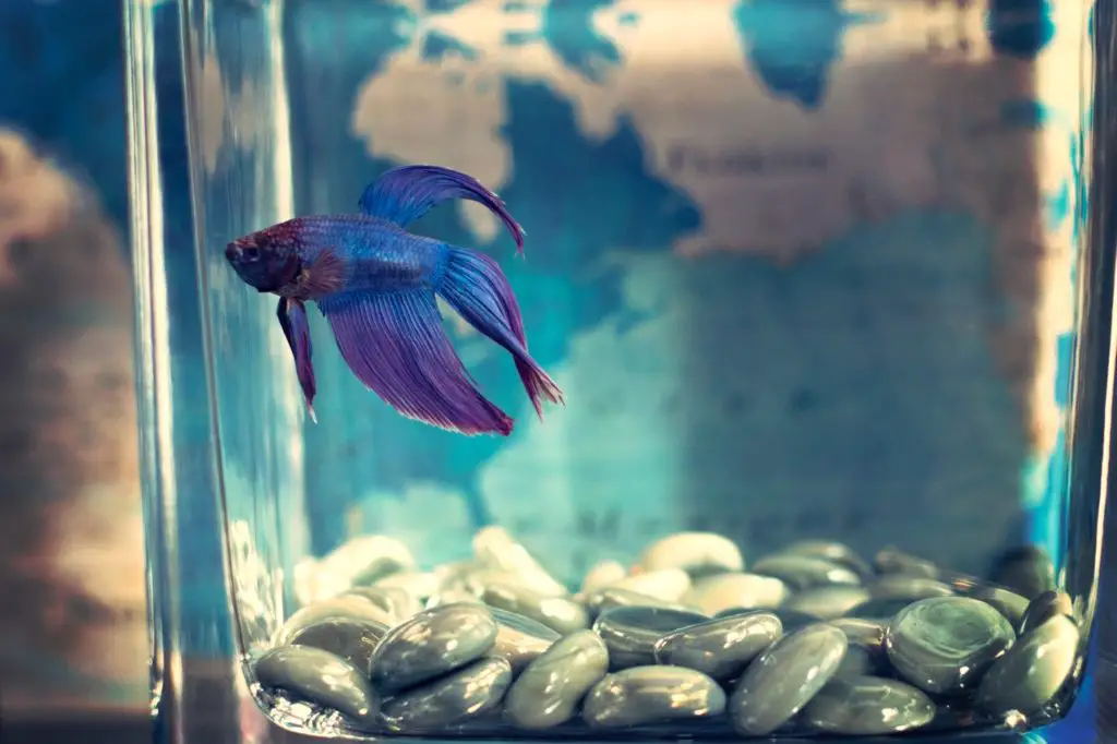 Betta in small container
