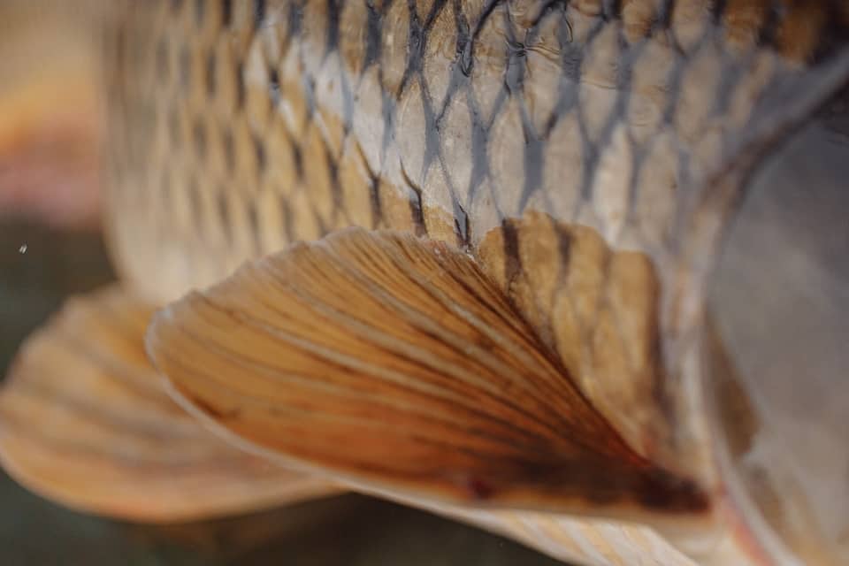 fish scales up close