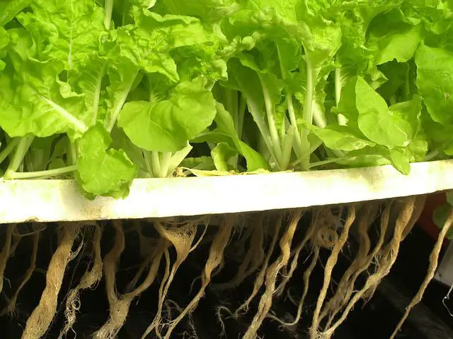 aquaponics plant roots