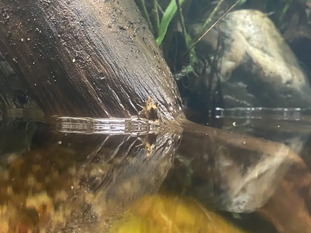 a dwarf shrimp climbing out of the water on a piece of driftwood