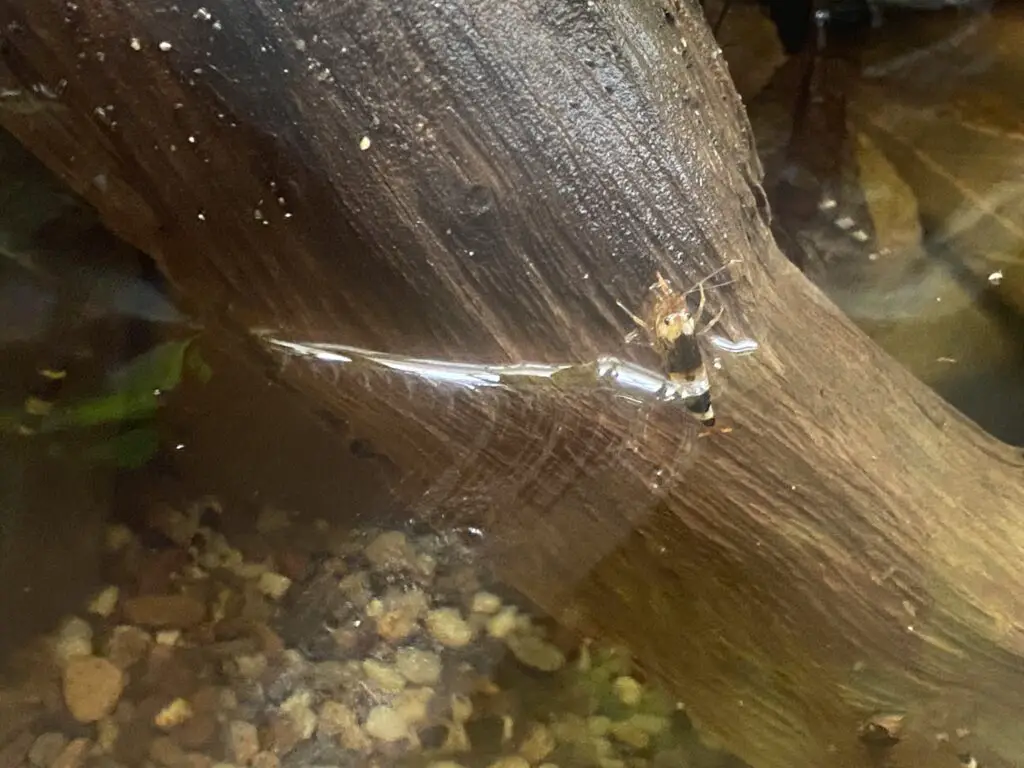 a panda shrimp climbing out of the water on a piece of driftwood