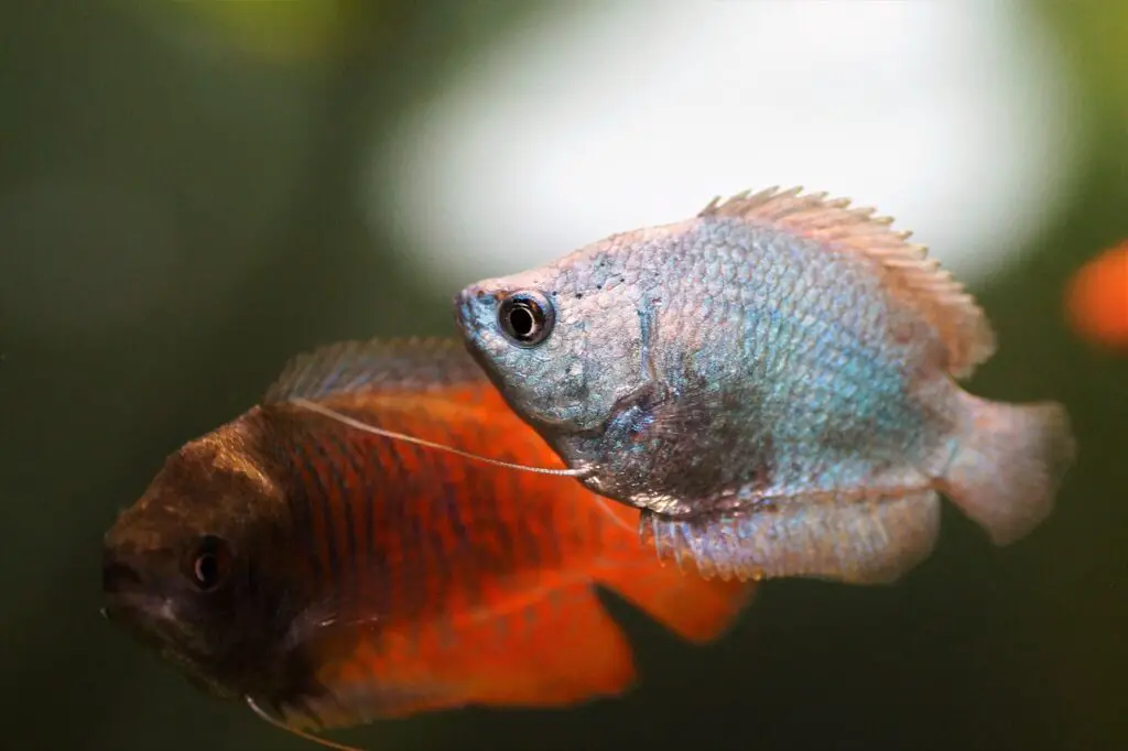 blue gouramis