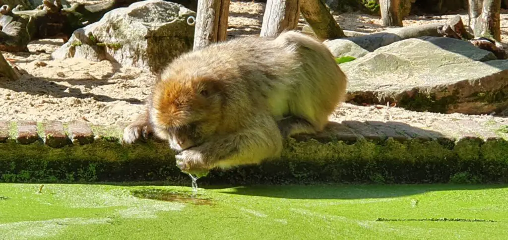 monkey enjoys eating duckweed to supplement their diet