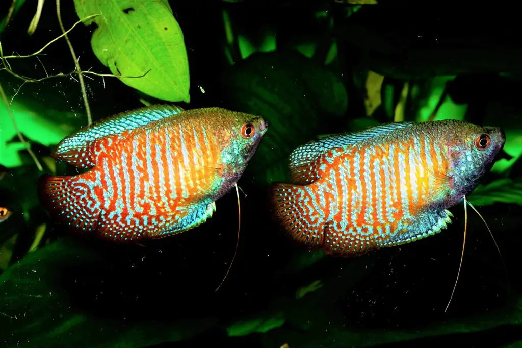 two gouramis