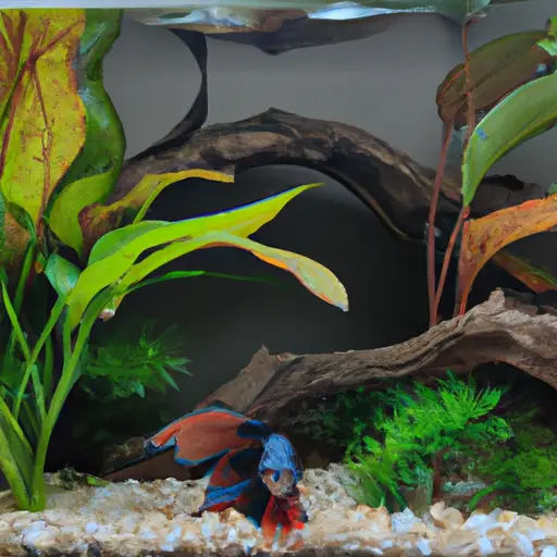 a photo of a planted aquarium with one betta