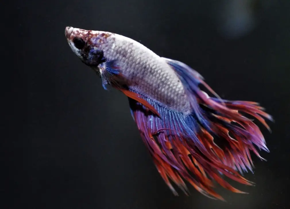 blue red Siamese fighting fish