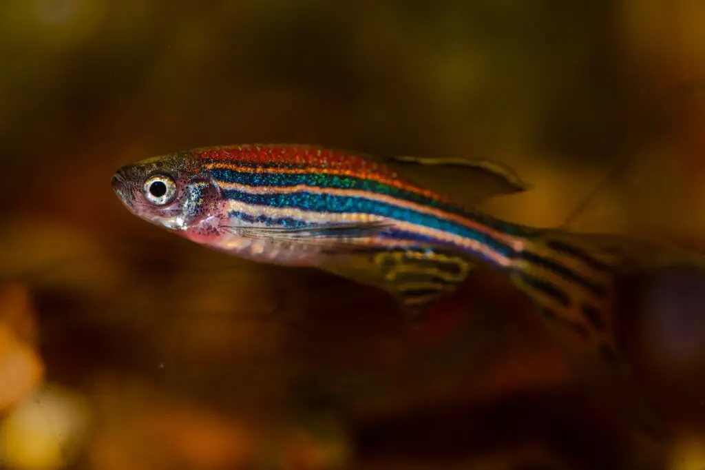 Zebra danio