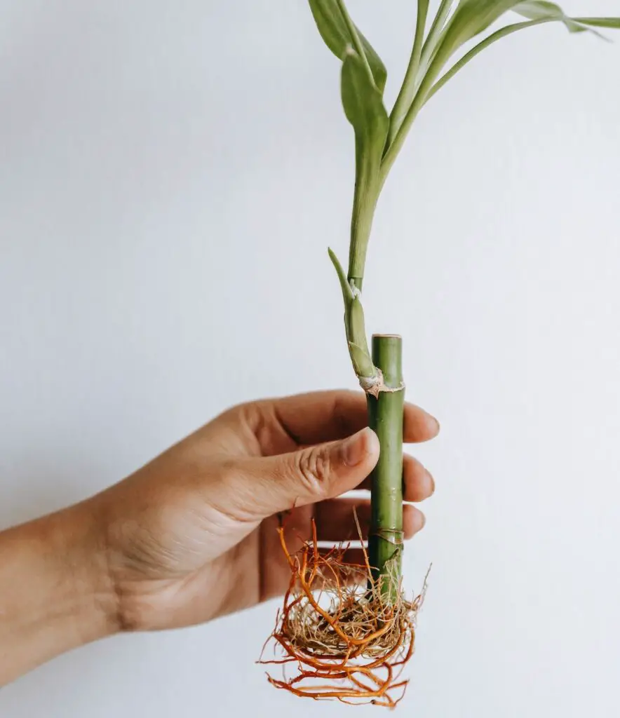 A hand holding a lucky bamboo with lots of roots