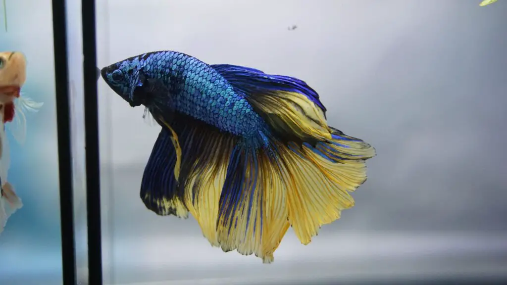 yellow and blue Betta fish