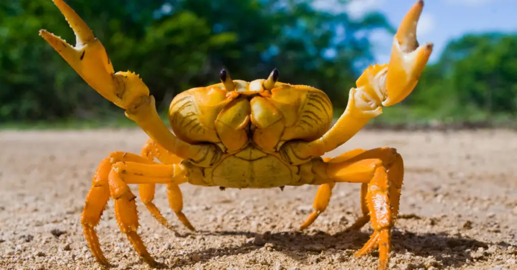 crab on land