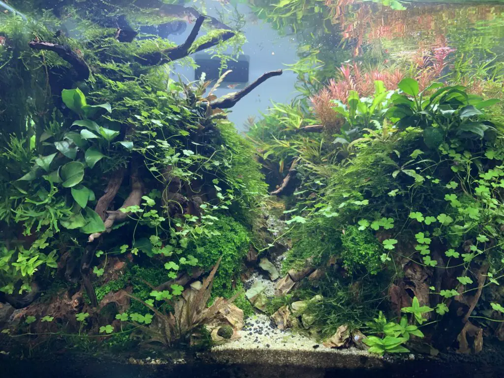 beautiful aquascape with lost of plants